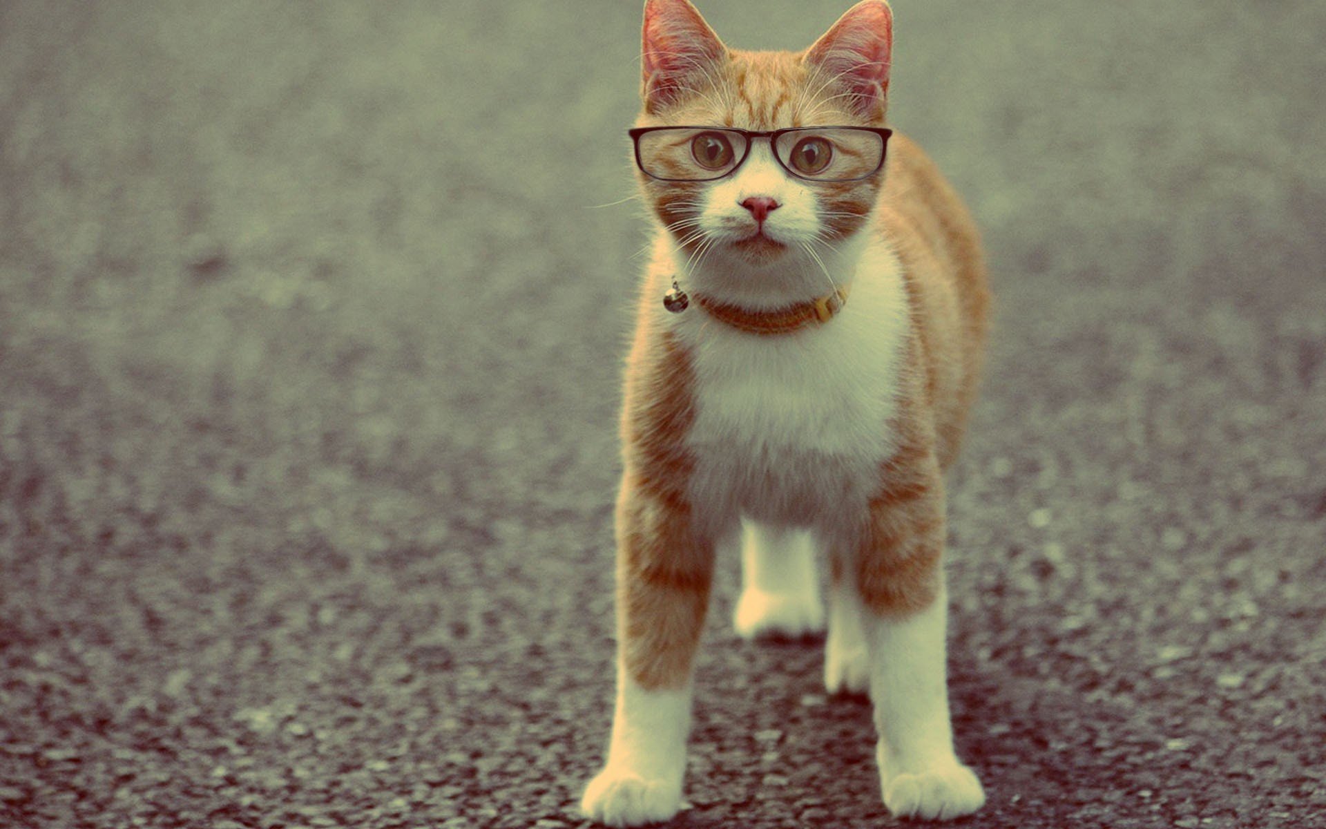gatto animale collare occhiali rossa
