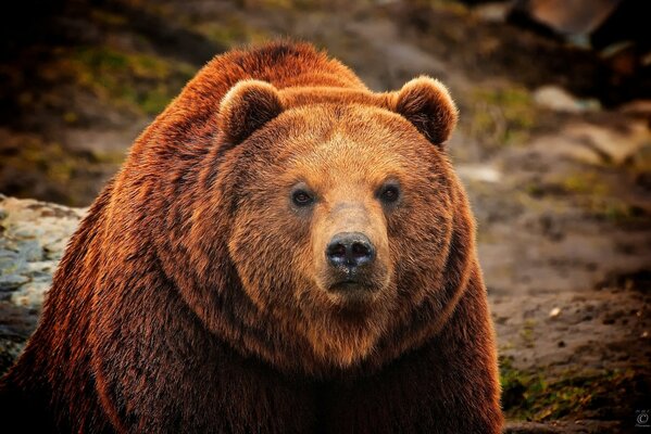 Orso bruno con uno sguardo serio