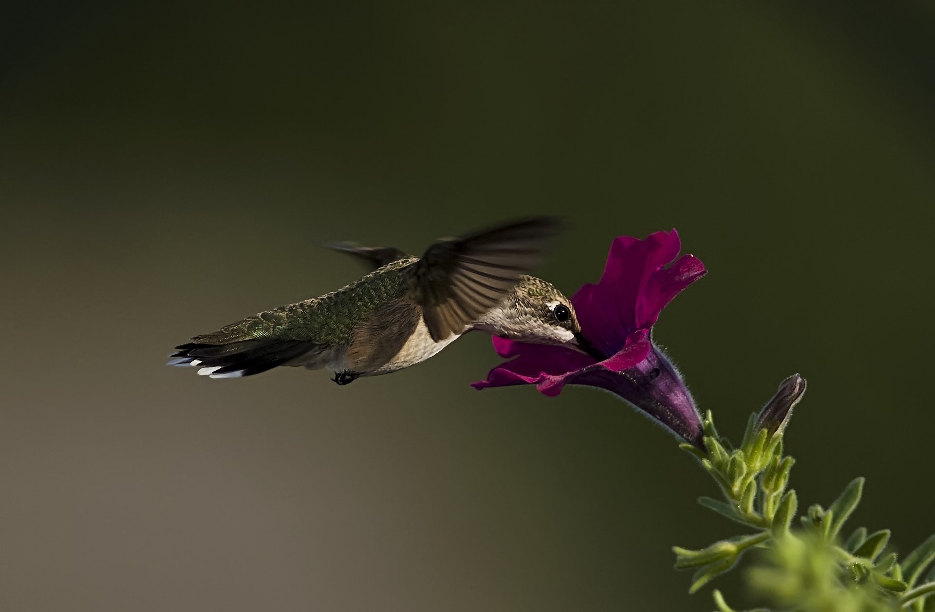 macro uccello colibrì fiore petunia