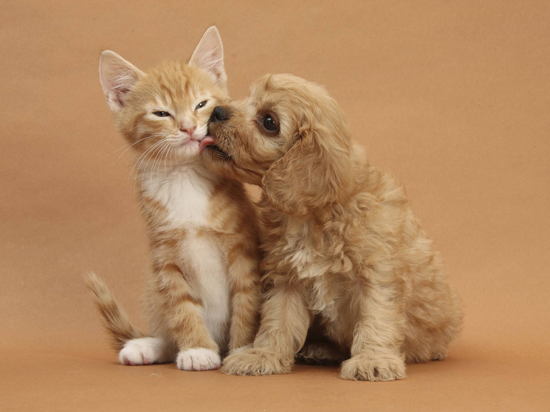 animali gattino cucciolo gatto cane rosse sfondo