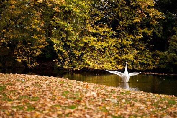 Cigno bianco su uno stagno che sventola le ali