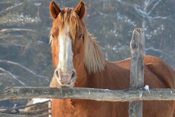 Foto invernale del cavallo dietro la recinzione