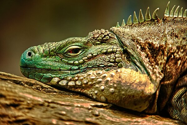 Iguana prendendo il sole