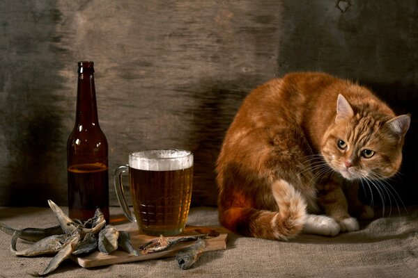 Gatto rosso accanto a un boccale di birra e pesce essiccato