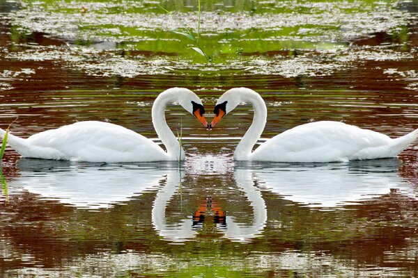 L amore dei bei cigni sul lago