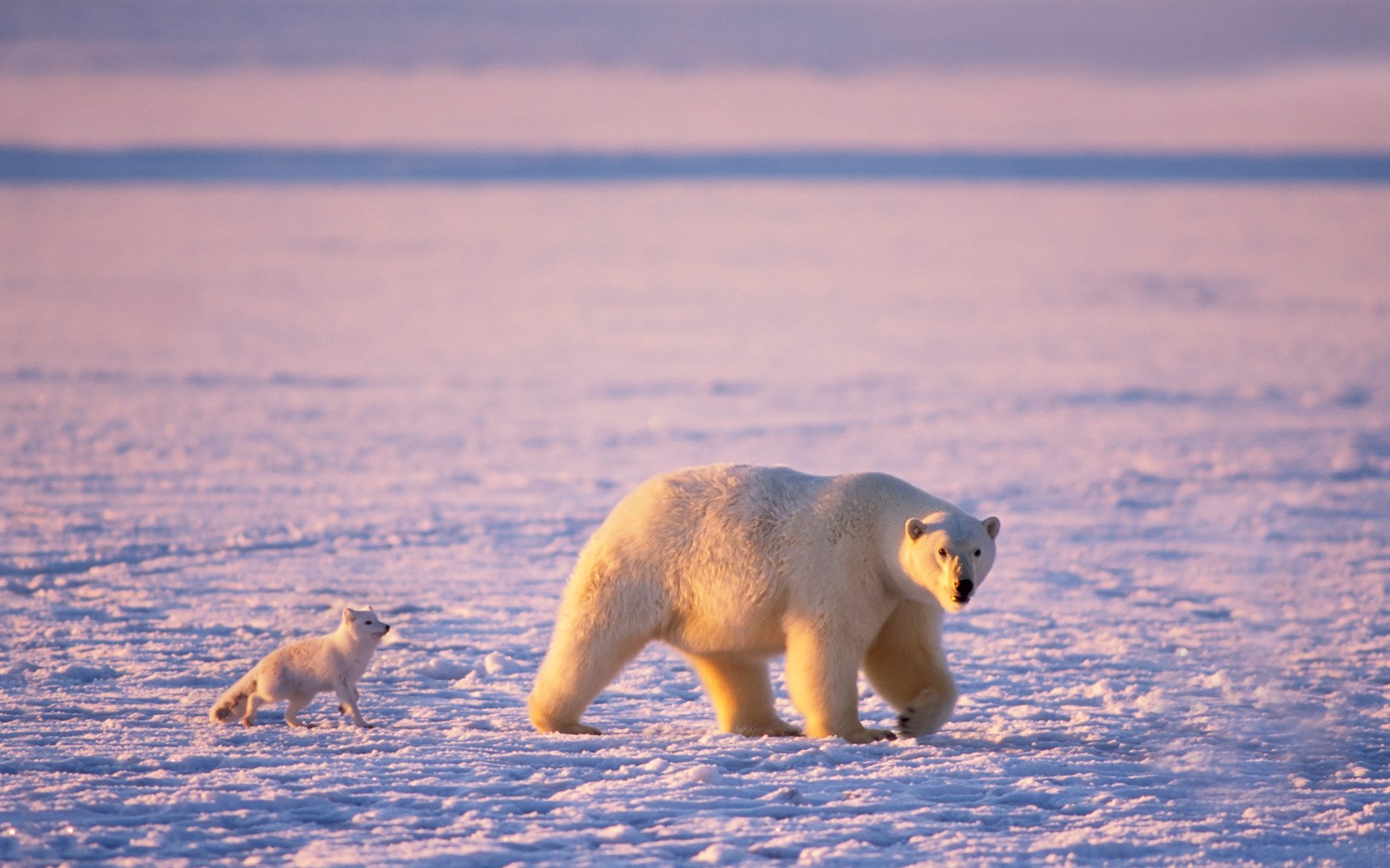 orso polare orsi polari volpe artica artico orso polare
