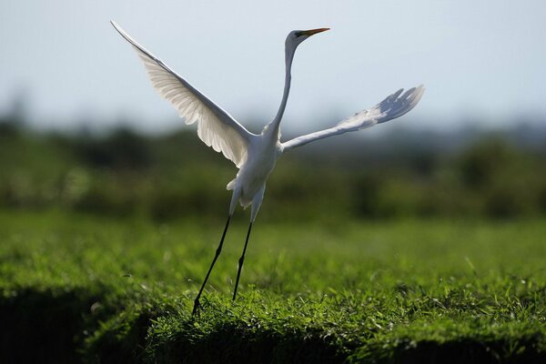 Un uccello nella natura, ha aperto le ali di Bud in una danza