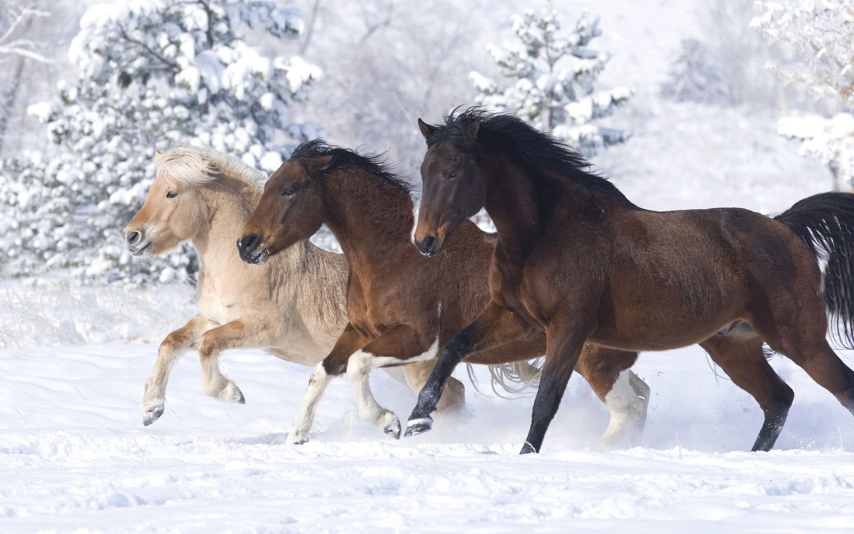 cavalli cavalli neve inverno