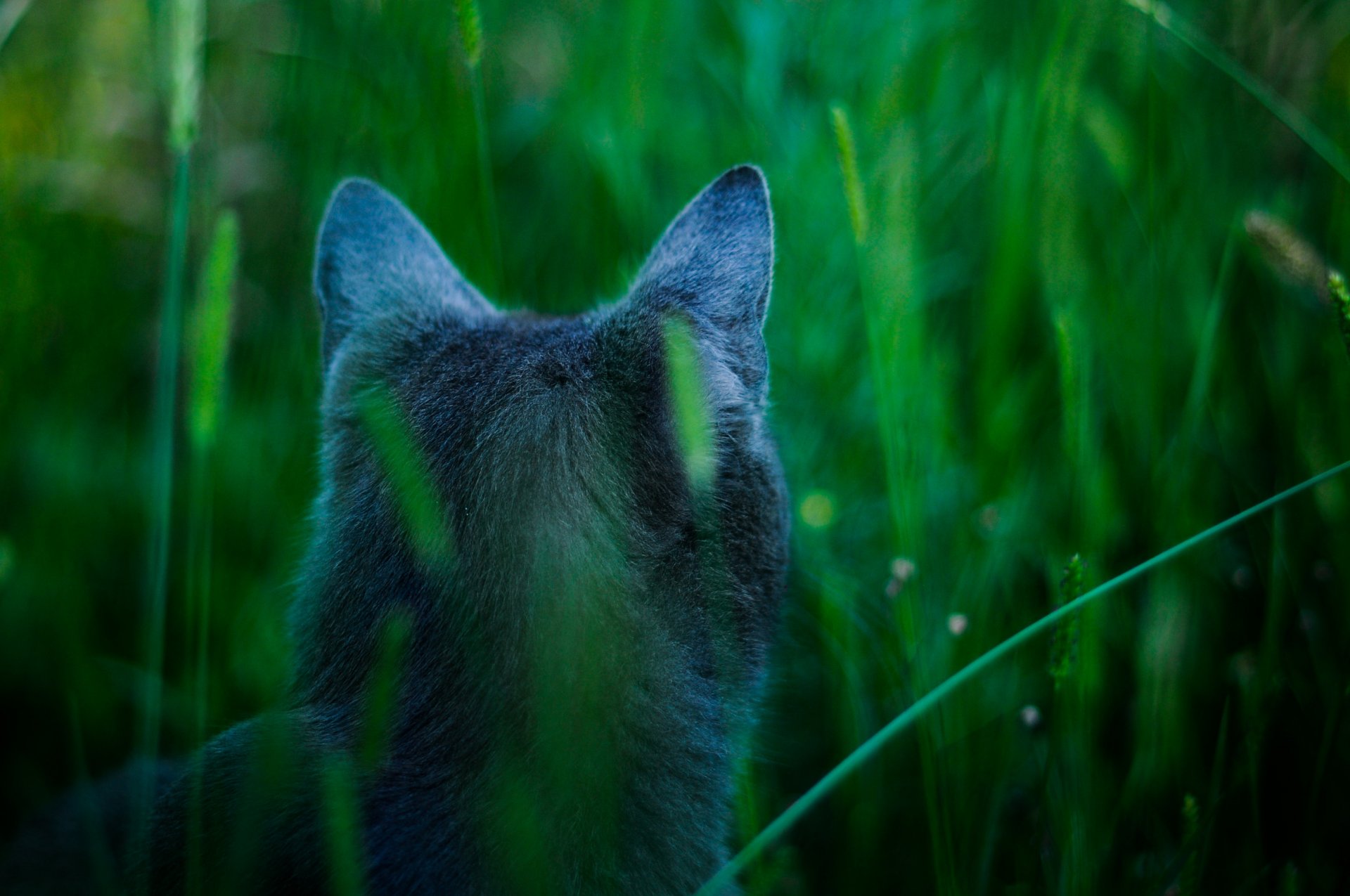 attenzione gatto james cameron avatar blu gatto caccia