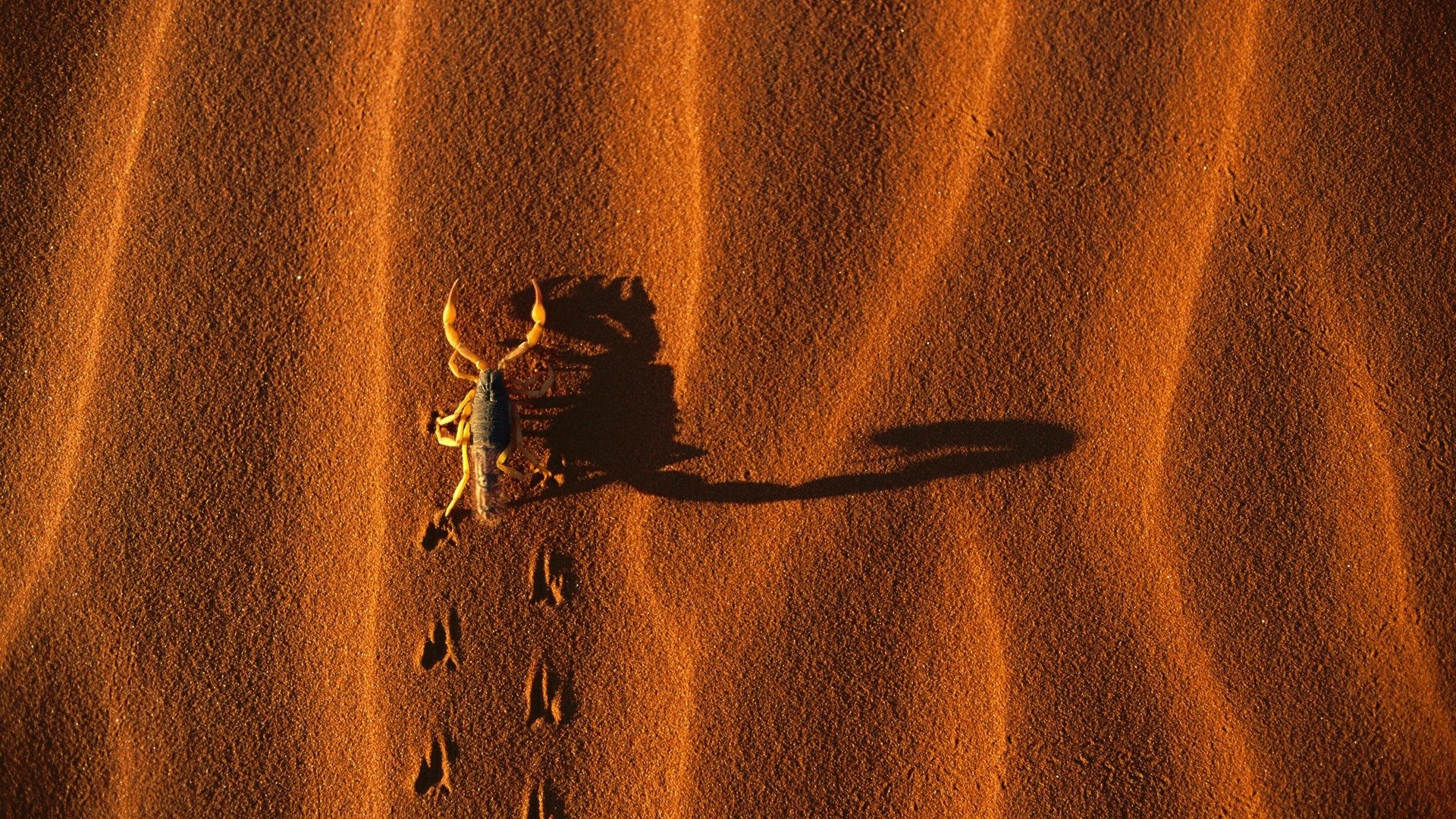 scorpione sabbia ombra impronte