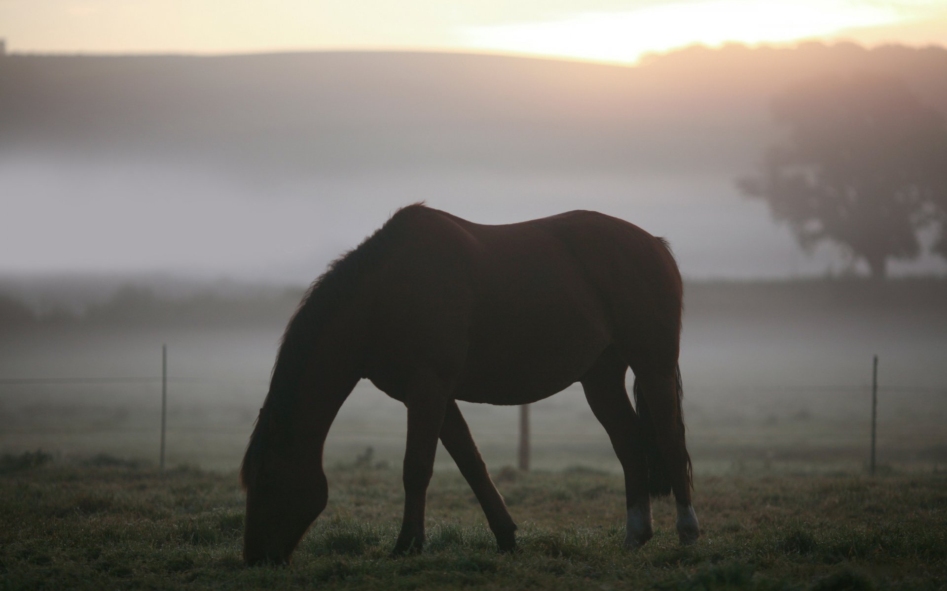 animali paesaggi cavalli cavalli campo pascolo erba nebbia mattina