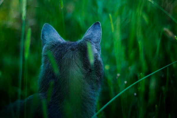 Il gatto blu russo di razza caccia nell erba