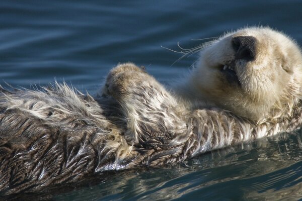 Fluffy lontra marina guardando dolce sogno