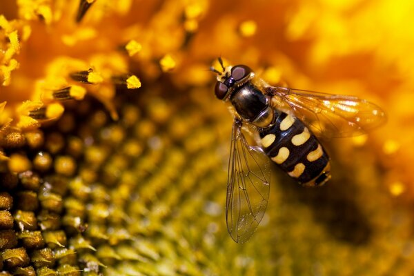 Primo piano dell ape sul girasole