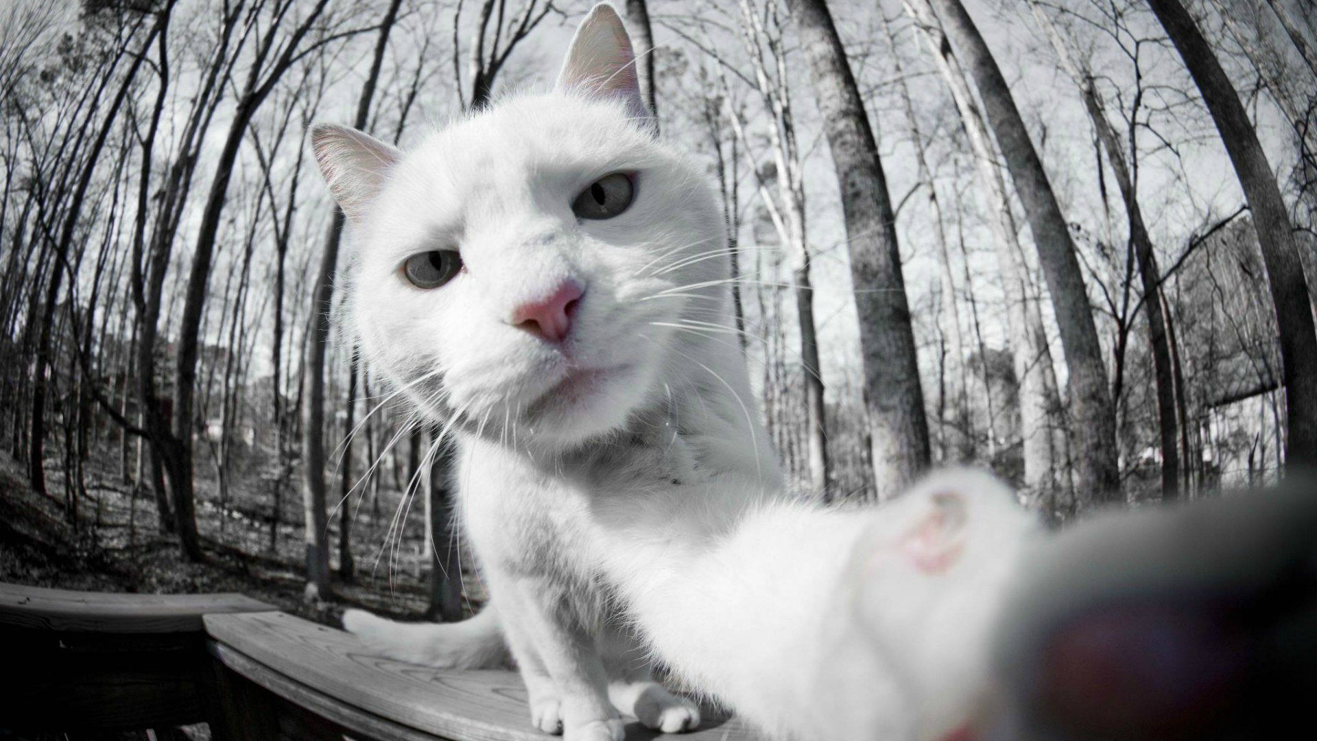 selfie gatto bianco foto sulla macchina fotografica