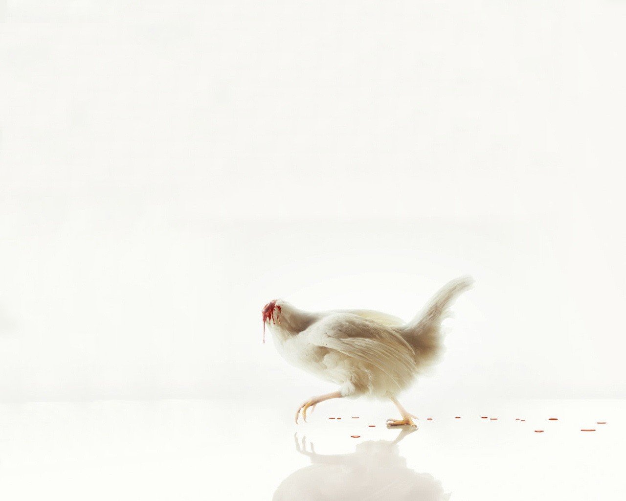 bianco pollo senza testa sangue