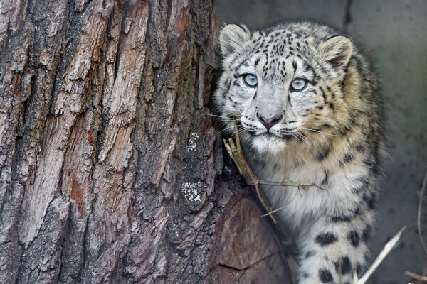 Leopardo delle nevi che esce da dietro l albero