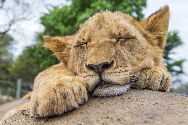 Un cucciolo di leone riposa su una pietra. Sonnellini diurni