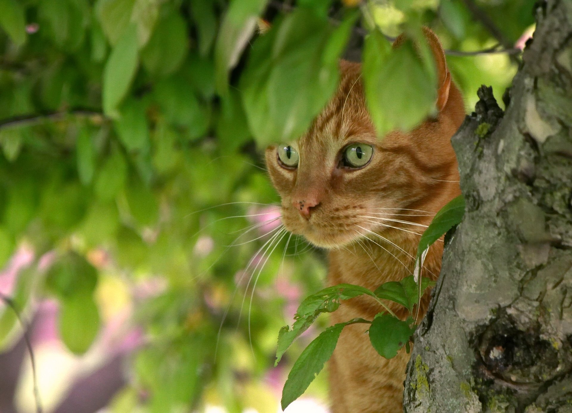 gatto rosso muso albero foglie