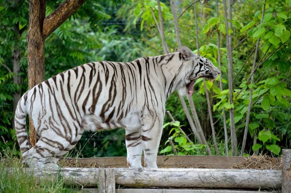 Tigre bianca gatto enorme