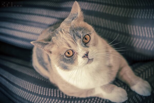 Gli occhi arancioni del gatto britannico