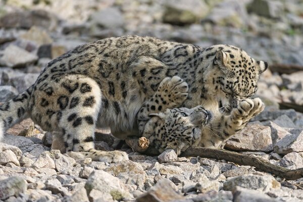 Il leopardo delle nevi giace sulle rocce
