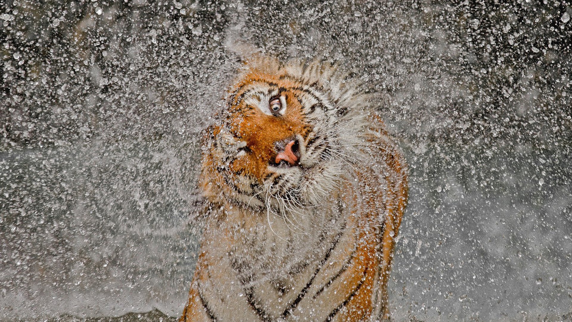tigre muso spruzzo