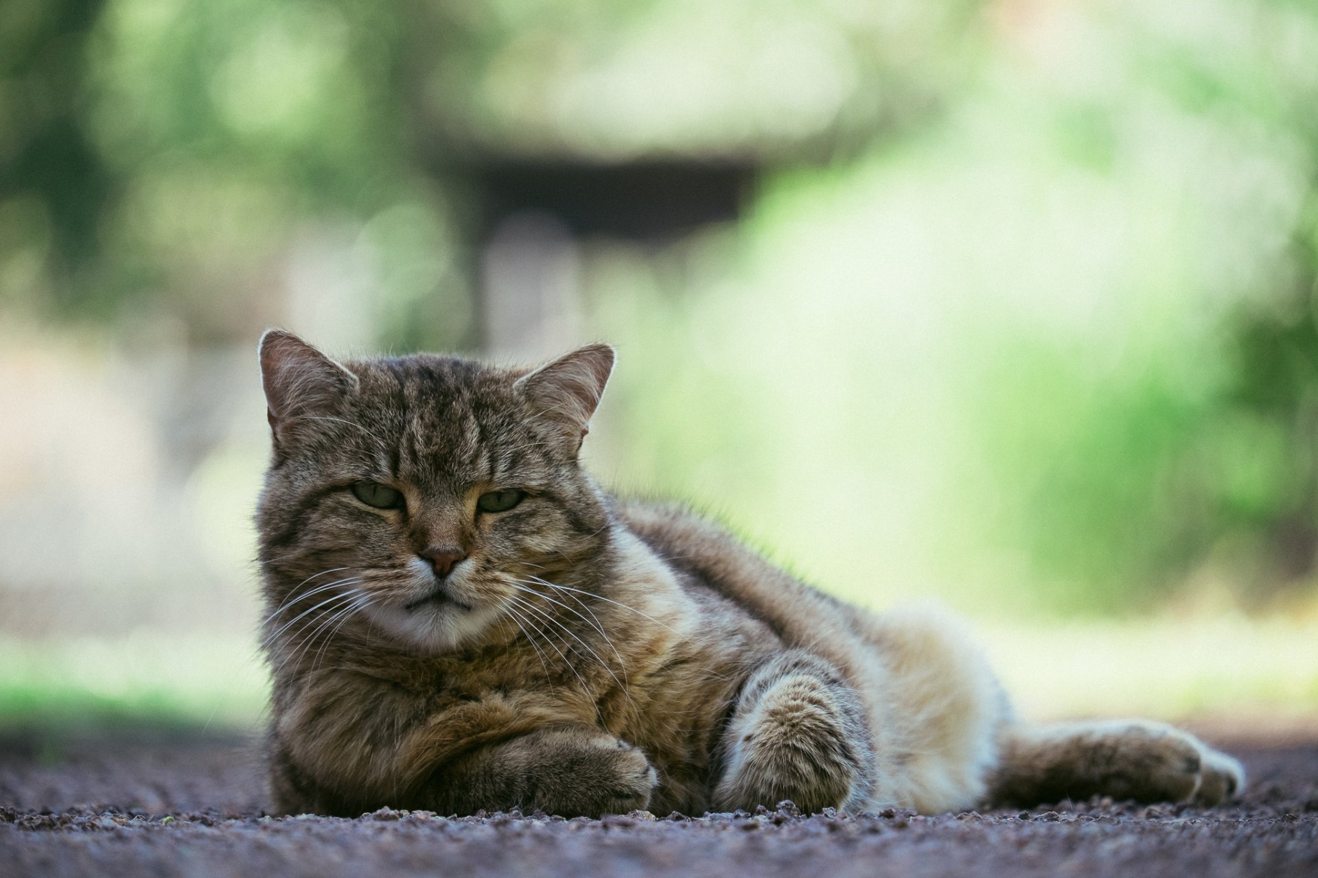 gatto gatto sguardo occhi sfondo