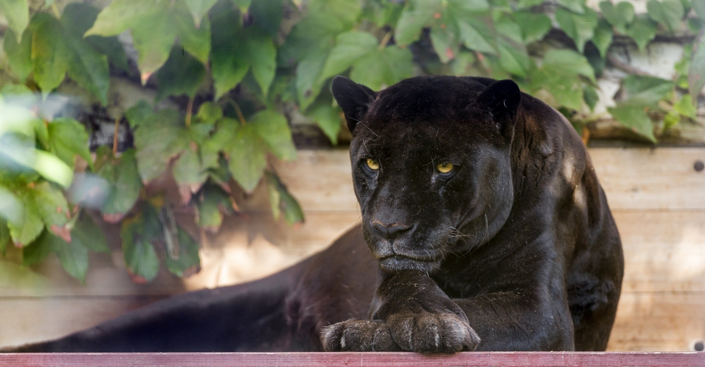 giaguaro nero pantera gatto selvatico predatore muso zampe fogliame riposo