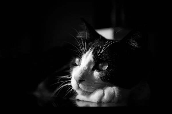 Gatto bianco e nero che guarda in lontananza