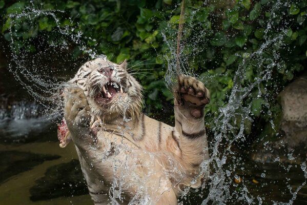 Tigre bianca Nuoto in acqua