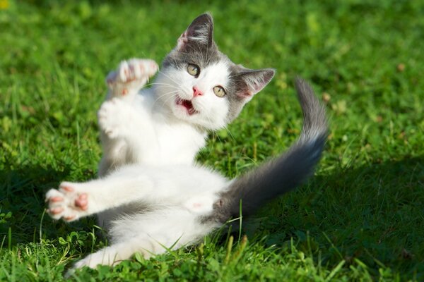 Gatto spaventato sull erba verde