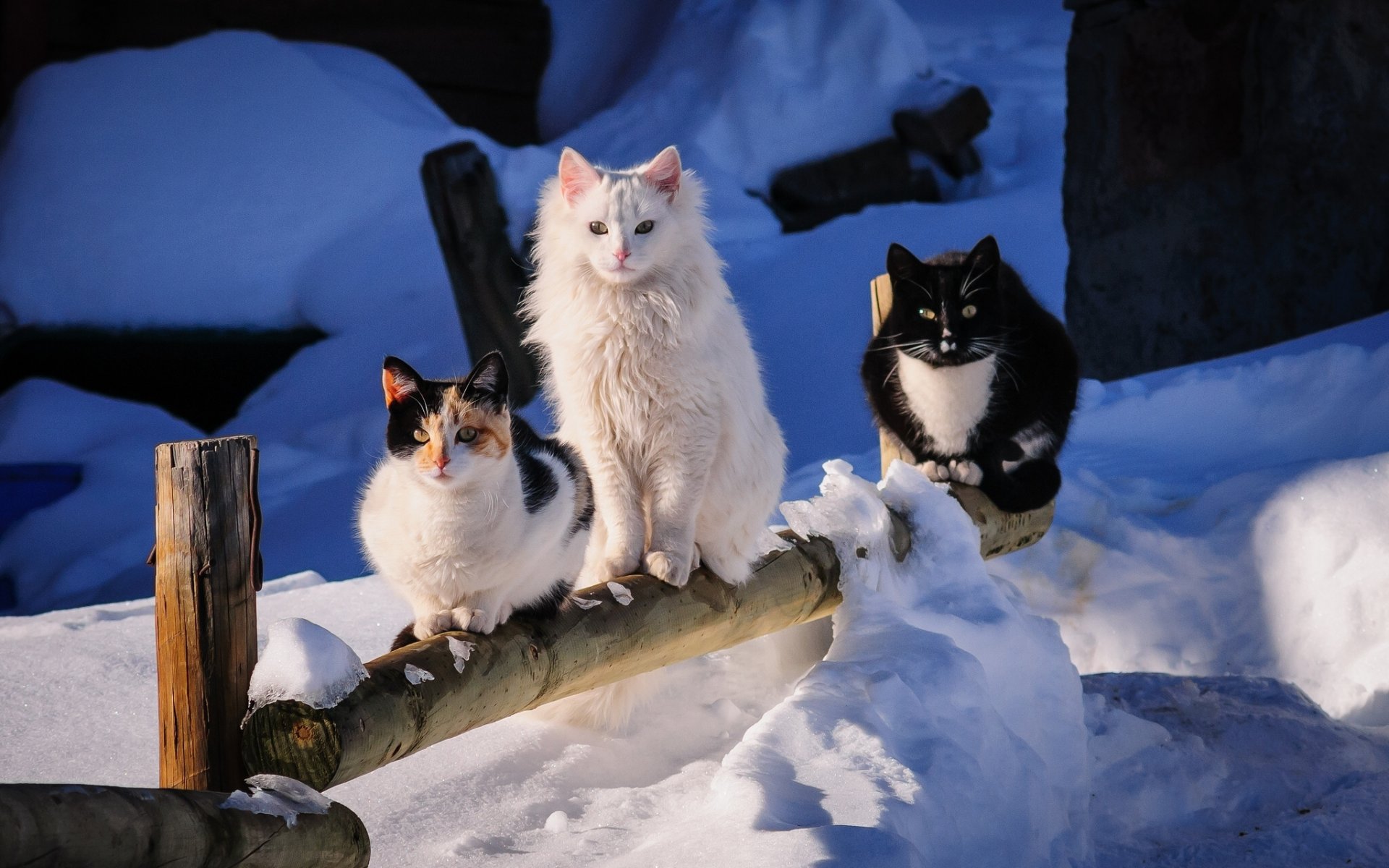 trio inverno neve amici