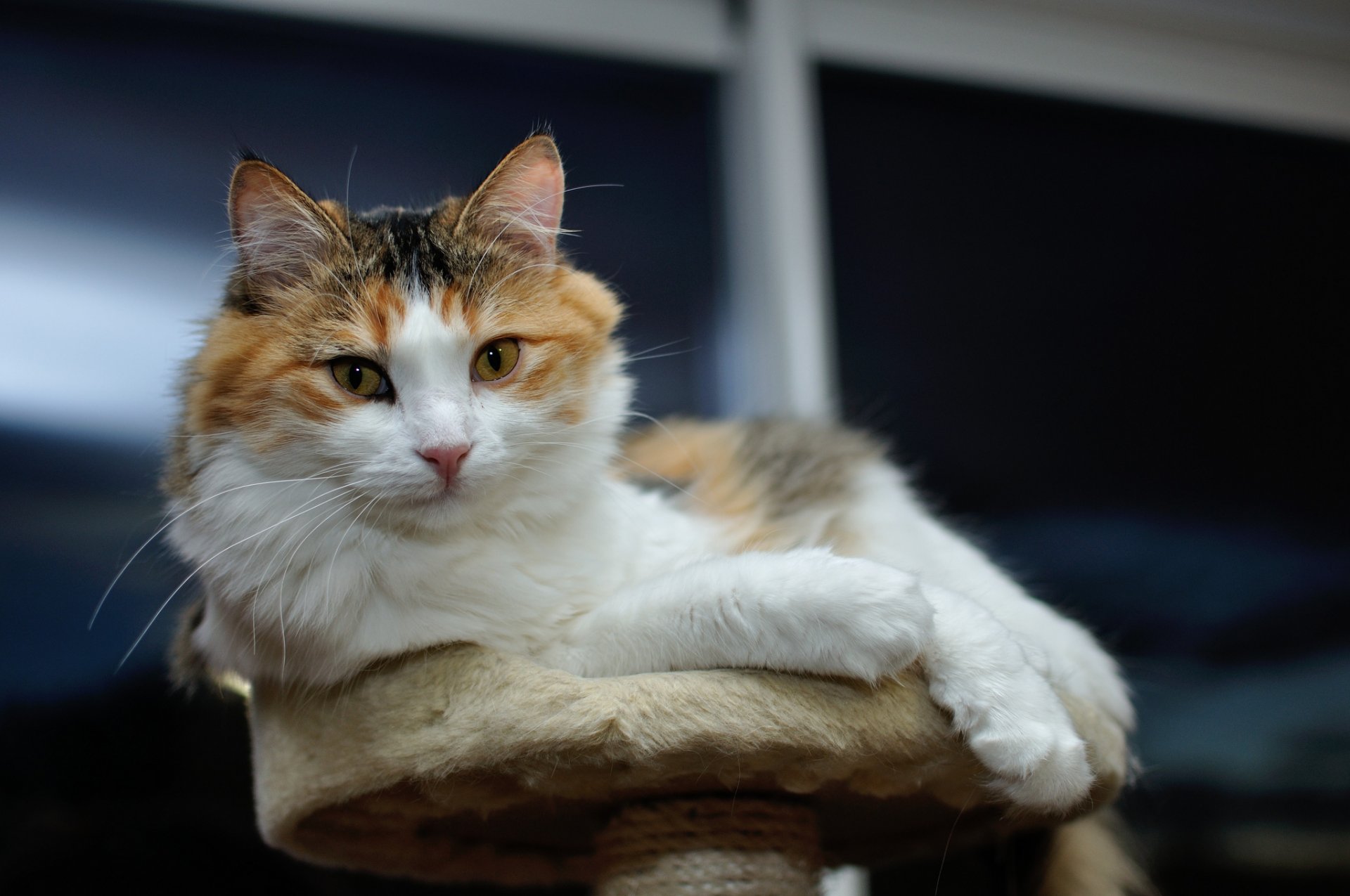 gatto faccia giace