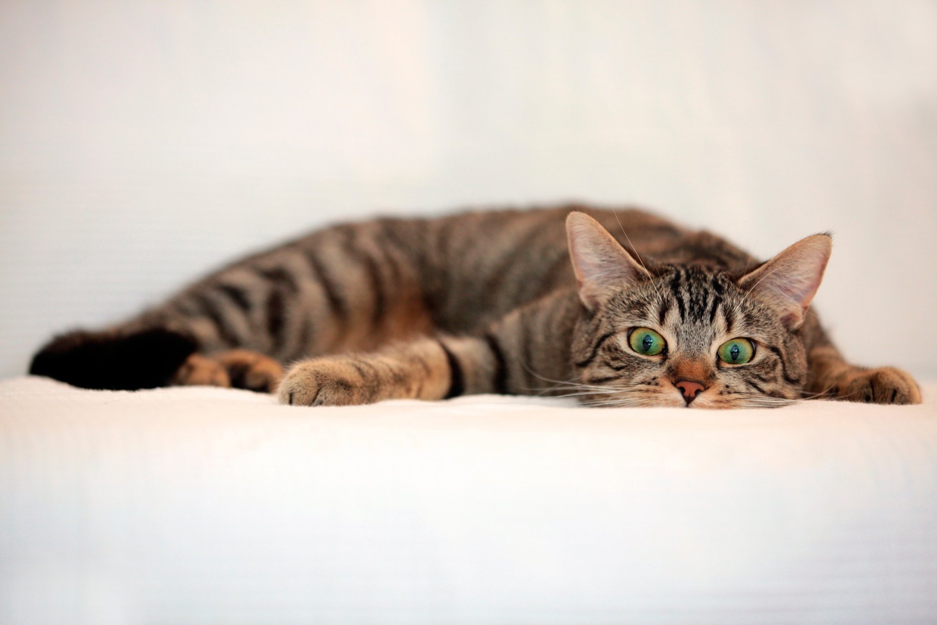 gatto a strisce sguardo