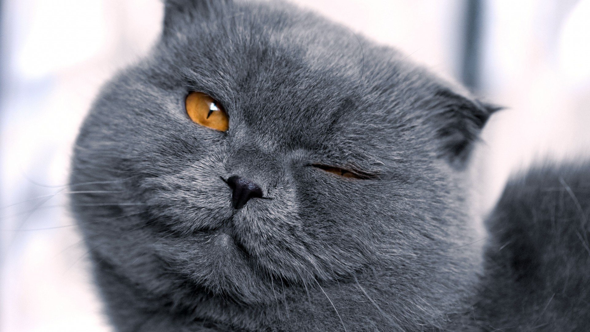 gatto grigio muso