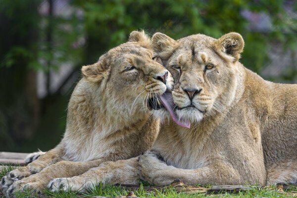 Leone e leonessa, famiglia di gatti