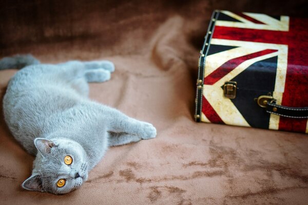 Gatto grigio con gli occhi gialli giace e accanto c è una valigia con una bandiera britannica