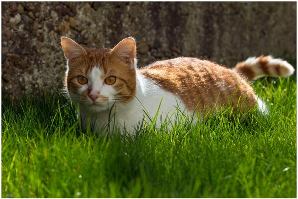 Gatto rosso nell erba verde