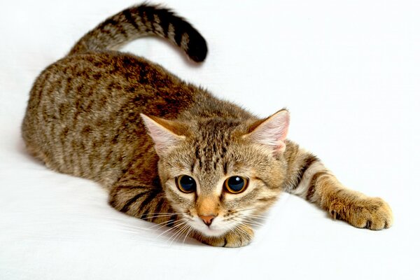 Tricolore gatto sdraiato caccia