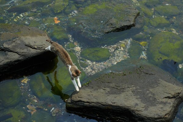 Gatto salta grandi rocce