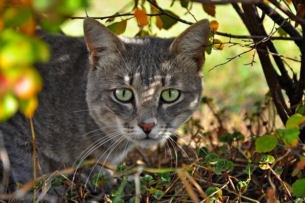 Gatto grigio con gli occhi verdi fa capolino da sotto il cespuglio