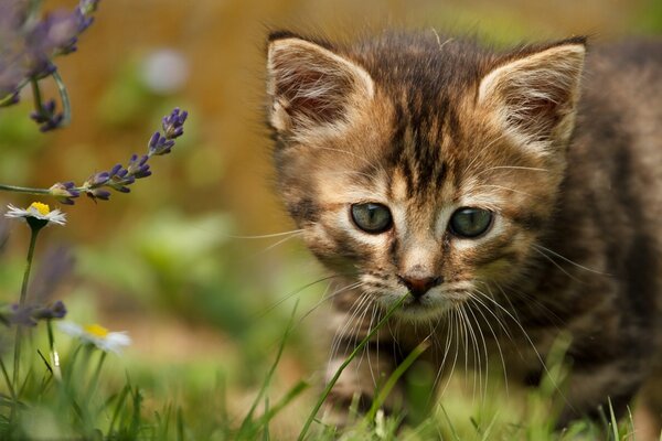 Piccolo gattino caccia nel campo