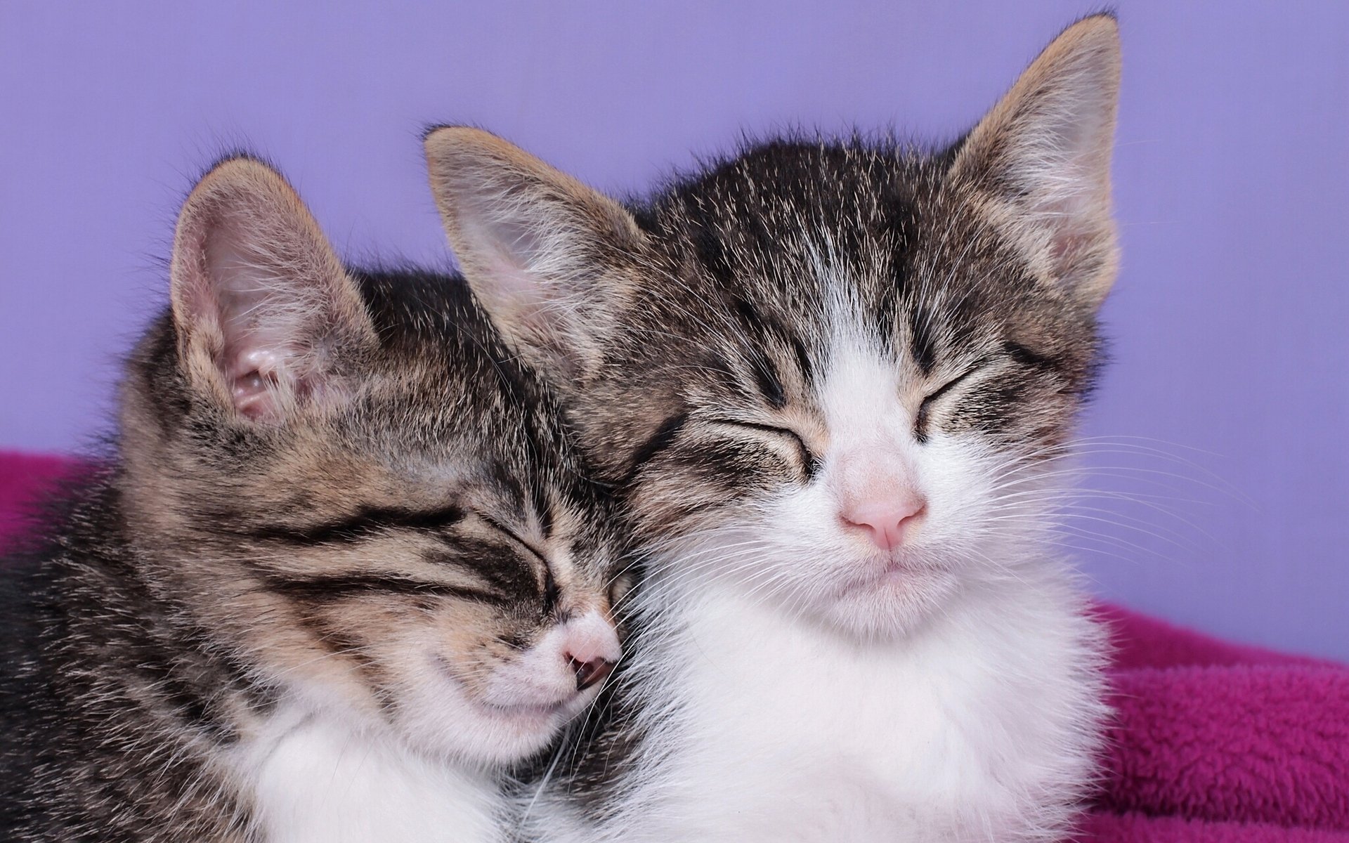 gattini dormire bambini dormire