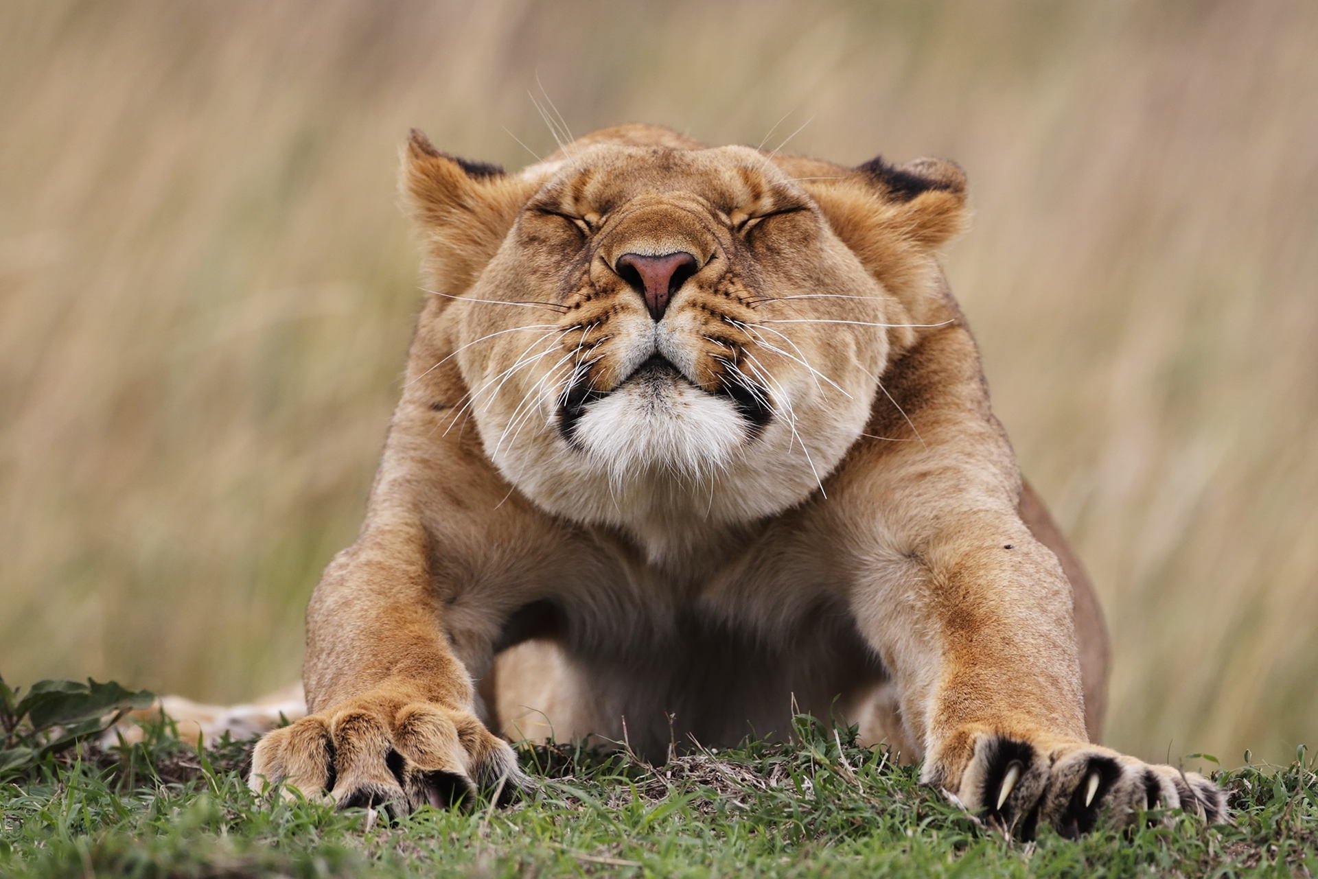 animali leonessa sorseggia muso zampe