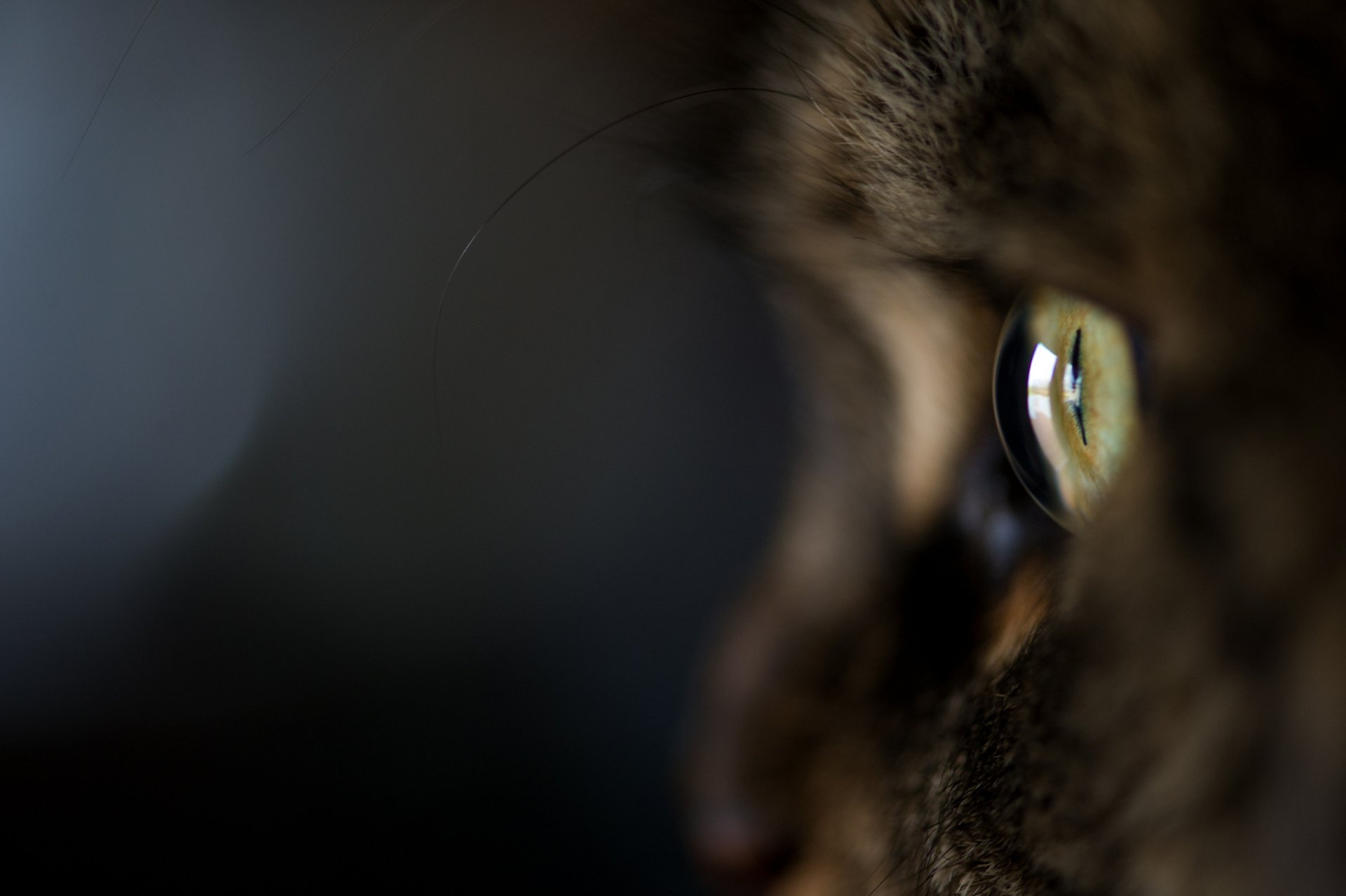 gatto gatto kote macro occhio lana sfondo scuro