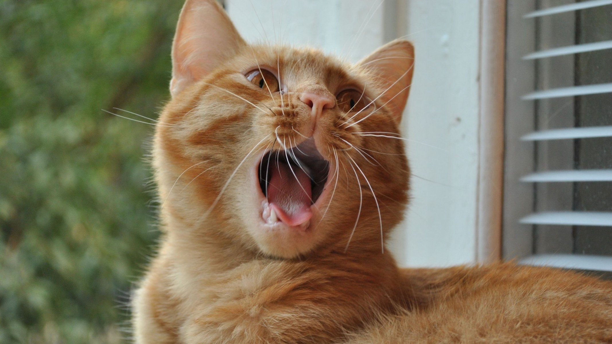 gatto rosso si trova baffi sbadigli