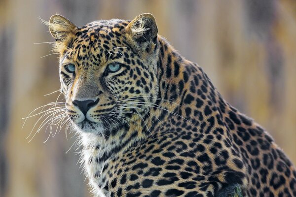 Grande leopardo macchiato con gli occhi azzurri
