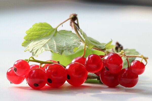Metti il tuo ribes rosso utile