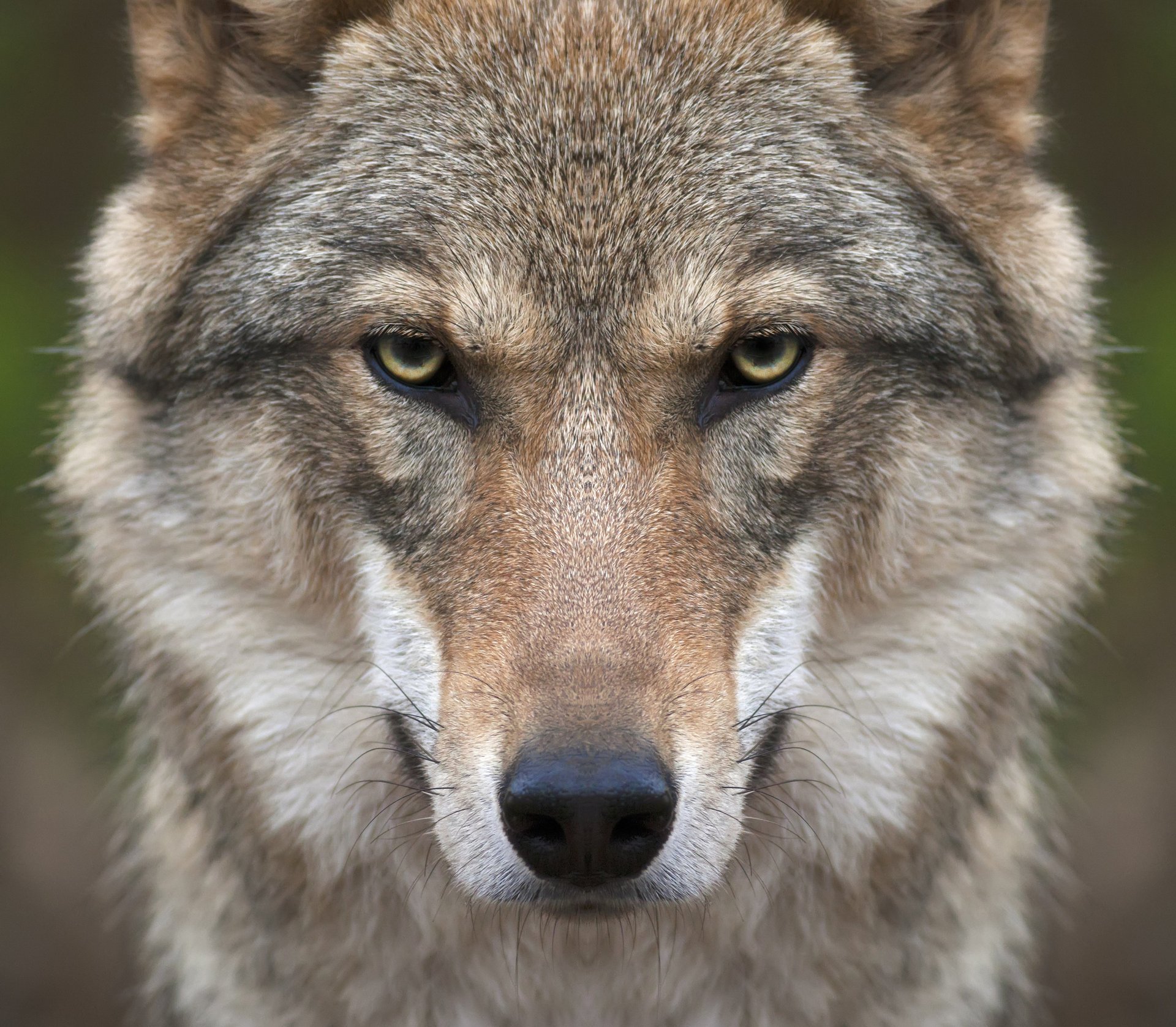 lupo muso sguardo predatore